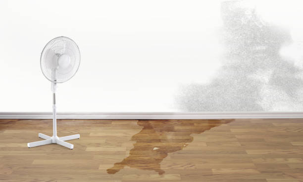 Best Sewage cleanup and water damage restoration  in Plains, MT