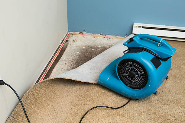 Best Mold removal after water damage  in Plains, MT